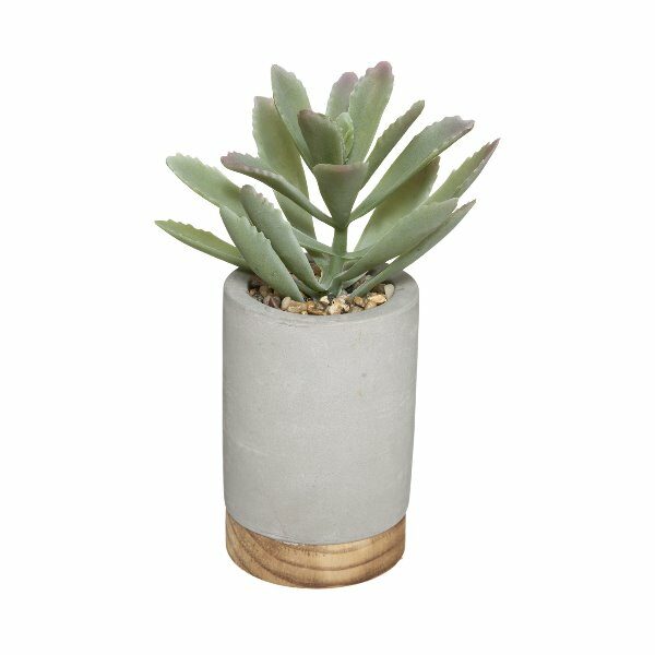 Plante en pot ciment base bois H20cm WILD - ATM