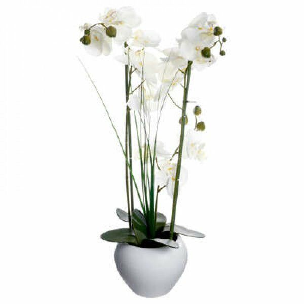 Orchidee avec vase cera blanc H53cm - ATM