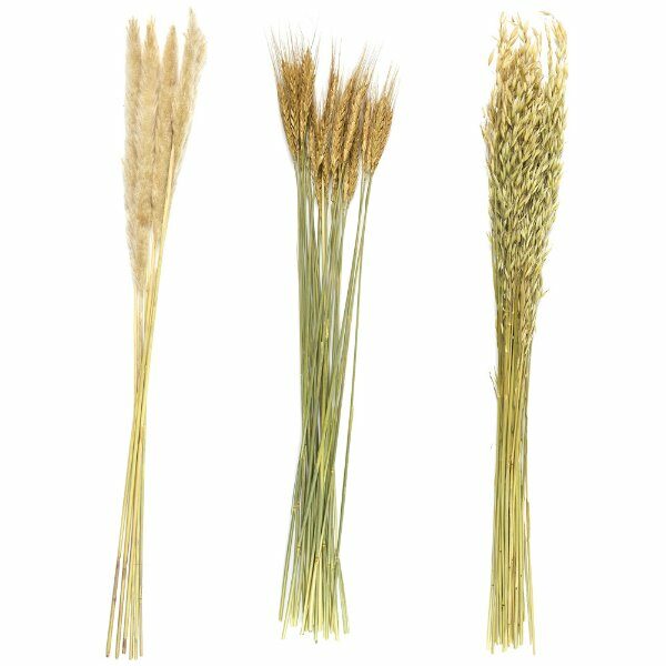 Bouquet de fleurs sechees 75 cm - CDISTR