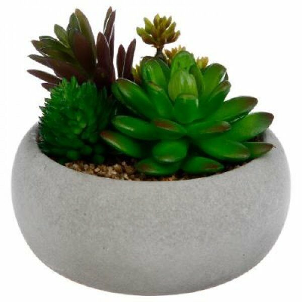 Plante grasse en pot ciment 10 cm - ATM
