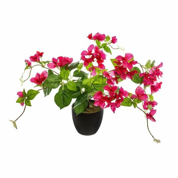 Bougainvilliers h76cm - ATM